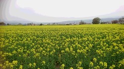 菜の花畑　満開