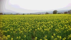 菜の花畑　満開