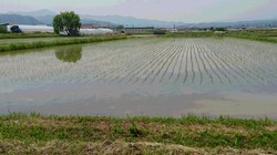 田植え