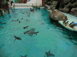 上越水族館　ペンギン