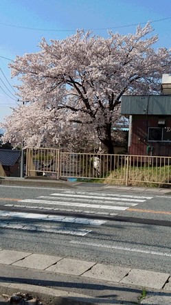 桜　満開