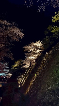 夜桜2