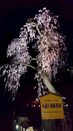 夜桜3