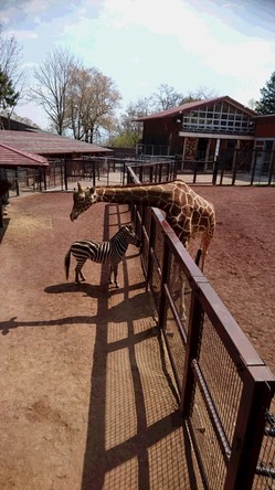 茶臼山動物園