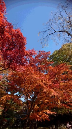 懐古園　紅葉1