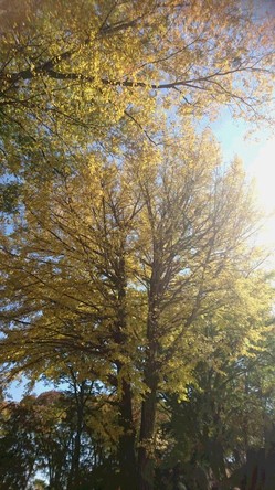 懐古園　銀杏