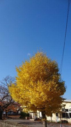 銀杏と青空