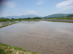 田んぼ