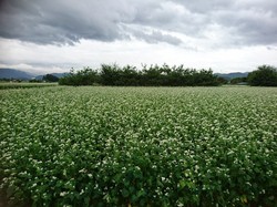 蕎麦の花