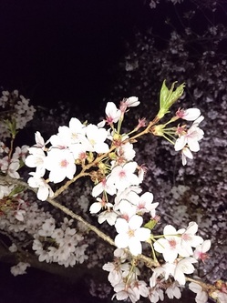 夜桜