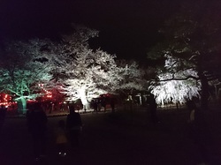 夜桜2