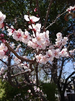懐古園　桜