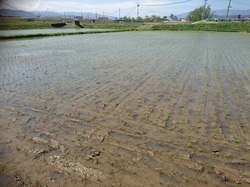 田植え