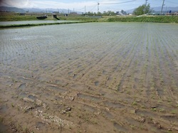 田植え