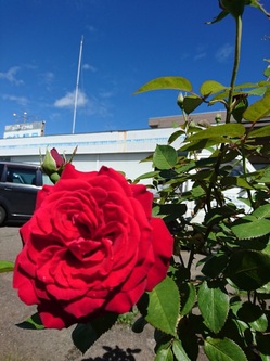 真紅の薔薇　アップ