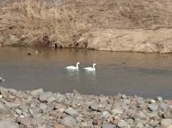 白鳥　つがい