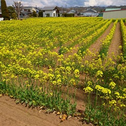 菜の花畑