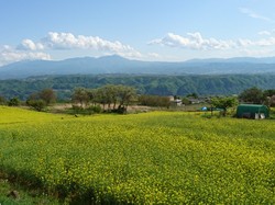 菜の花　小諸　1