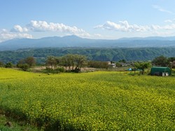 菜の花　小諸　1