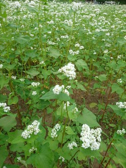 蕎麦の花