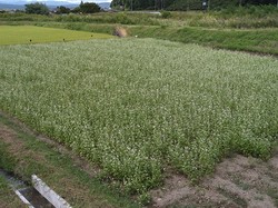 蕎麦の花