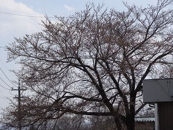 佐久の桜.JPG