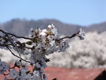 長野牧場の桜.JPG