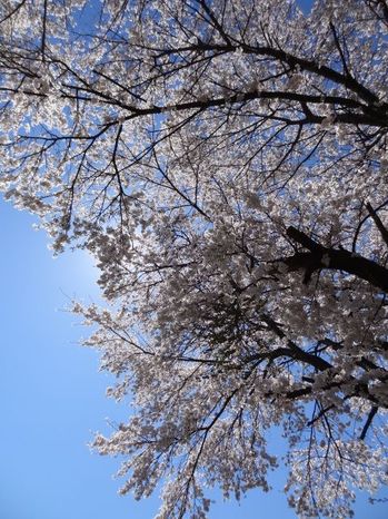 青空と桜.JPG