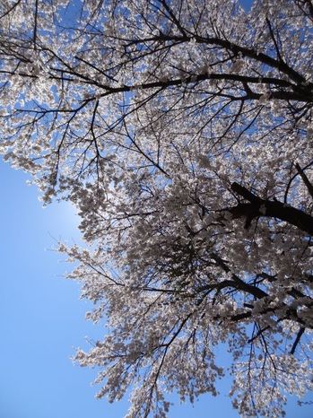 青空と桜.JPG