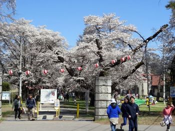 長野牧場のお花見.JPG