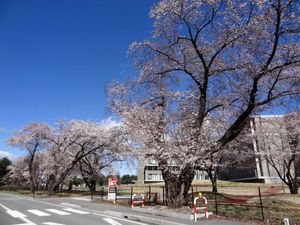 佐久のサクラ、咲く