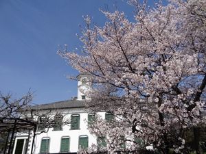 サクサク咲く佐久の桜